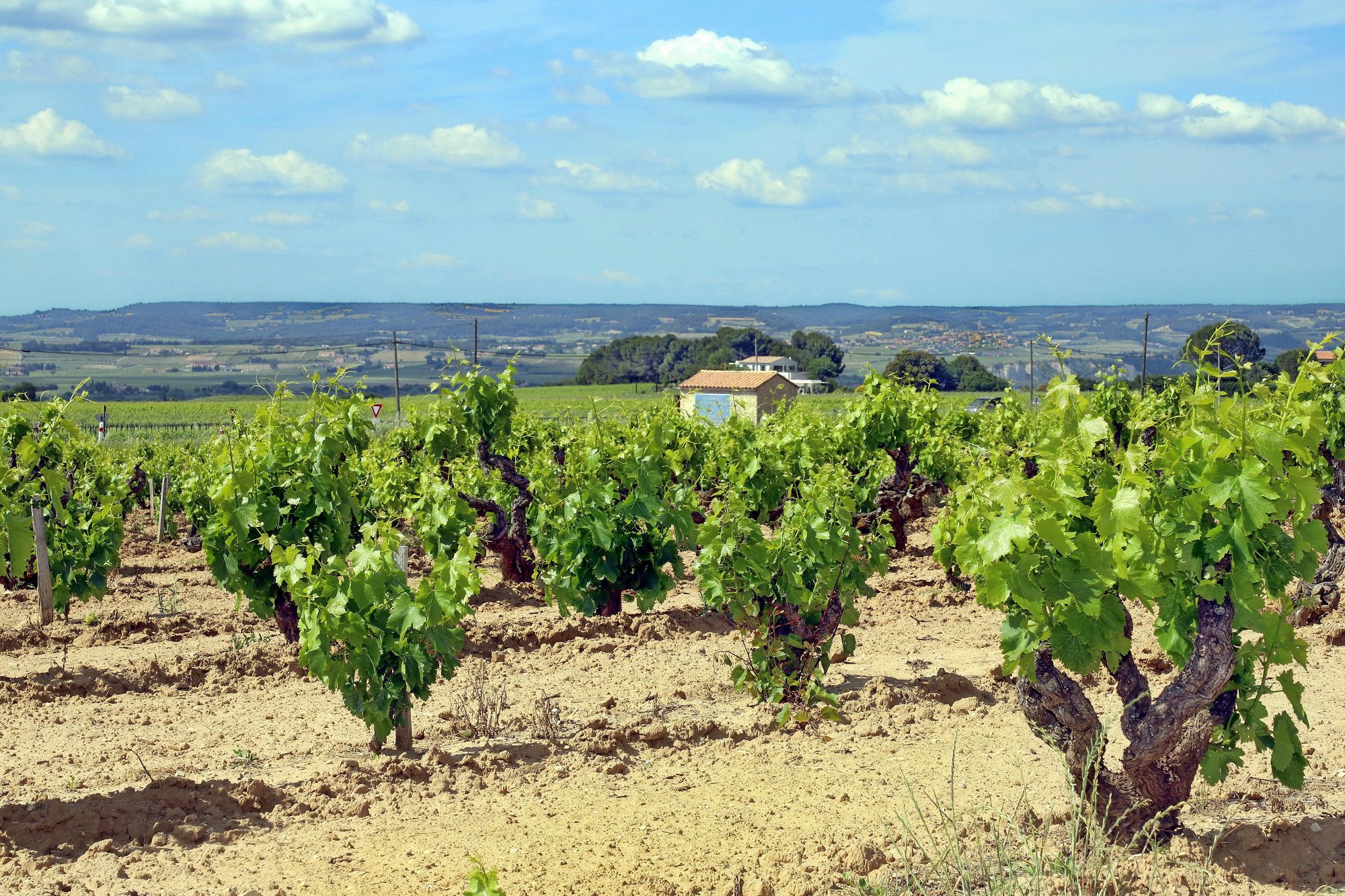 feuilles-et-grappes-cepages-gigondas-vaucluse.jpg